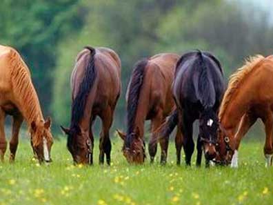 equinos